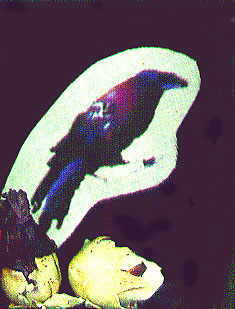 raven in edgar allan poe shrine
